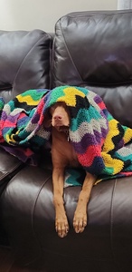 Sheryl Kane getchell