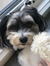 Lucy