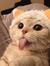 miss meow