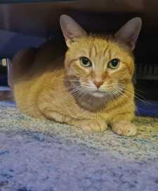 Aleksandr Sviatchenko