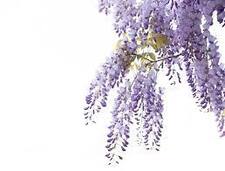 Wisteria