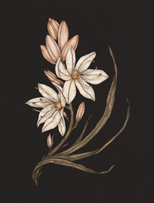 Aria