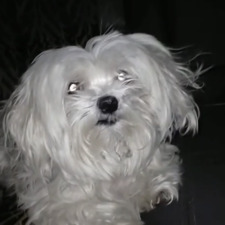 Macy