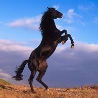 عبدالله البصير