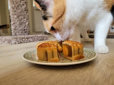 MooncakeKitten
