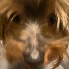 annie