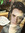 Reva Lynch