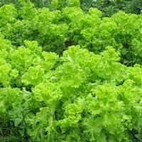 Montawadee Krutmechai