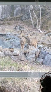 Sofia Elisabeth  Smith