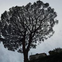 Terry Douque Deveney