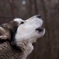 Алексей Хатунцев