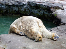 Christopher Goodchild