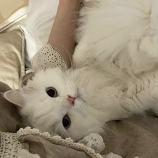 amelia