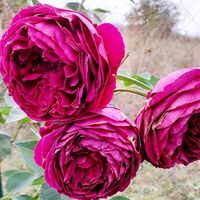 Милка Топалова