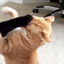 ⋆⭒˚.⋆Alexandra Sapien⋆⭒˚.⋆