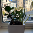 Eleanor