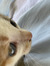 Bifurcatsy