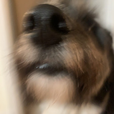 bean m