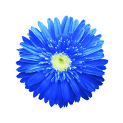 Daisyblue Publishing