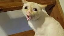 Maemae
