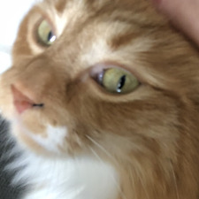 Pete (Taylor’s Version)