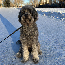 Ally