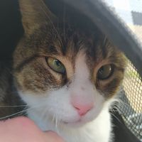 Τρελός Τζόκερ