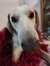 Livia F...