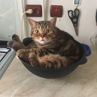 Матвей Кушнарь