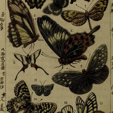 Hilma Breitholtz