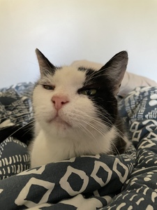 Blake William Hogben