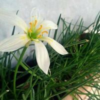 هاديا درويش