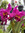 Brittney