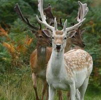 حيان الأندلسي