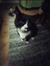 Meow Meow