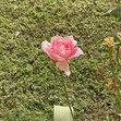 Lujain