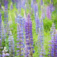 Daniel-Joetta Miller