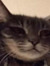 Sofi