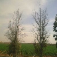 مهند حاج موسى