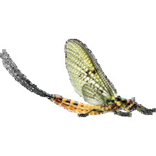 Mayfly