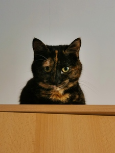 Augustė Balčiūnaitė