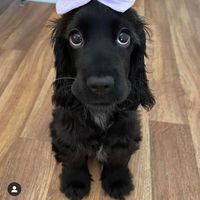 వల్లి గోబె