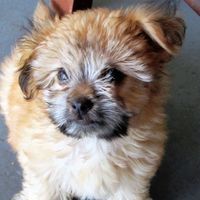 Δαναη Παπουτσακη