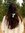 Beatriz