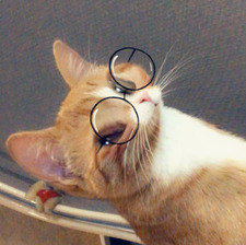 Evyn