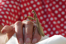 Bep van Schrevendijk 