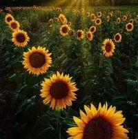 Cheryl McMullan Reitzel