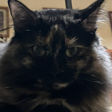 Kats