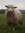 Shipshape_sheep