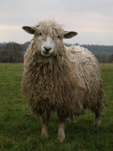 Shipshape_sheep